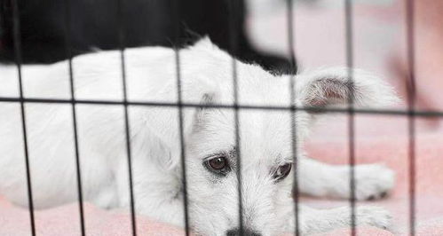 养狗人都会碰到的难题 小狗刚带回家,要不要关进笼子里