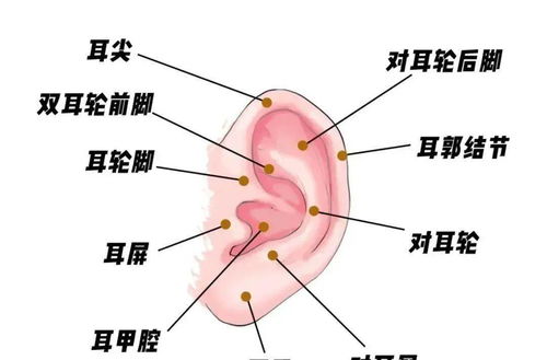 戴耳环虽好看,但这6类人不适合打耳洞哦 来看看是哪6类人吧