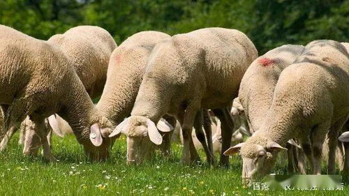 只有几万本金,在农村可以养羊吗