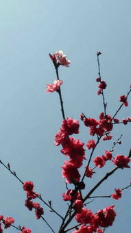 关于赏桃花花的诗句