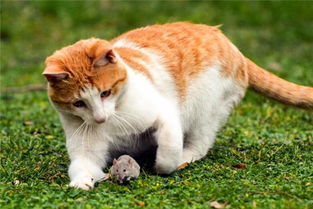 梦见老鼠和猫打架是什么意思梦到老鼠和猫打架好不好