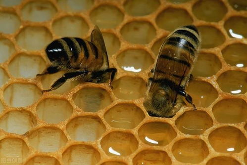 能够制造蜂蜡的是什么类型的蜜蜂 能够制造蜂蜡的是哪一种类型的蜂蜜(图2)