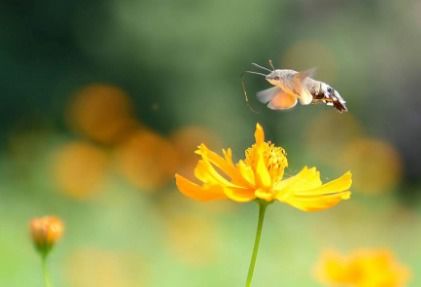 关于蜜蜂的诗句古诗