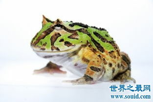 角蛙饲养环境是怎样的呢 这种蛙还被称为宠物蛙 2 