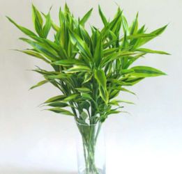 长寿竹的养殖方法和注意事项有哪些,长寿竹的养殖方法和注意事项有哪些