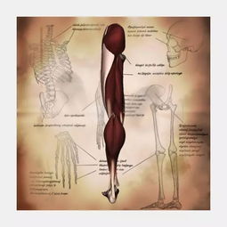 侧面人体肌肉骨骼结构图 信息图文欣赏 信息村 K0w0m Com