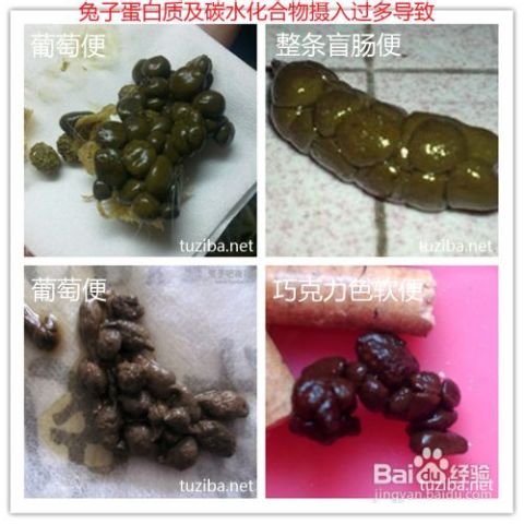 兔子拉稀的原因及治疗措施,我的兔子拉稀了，吃诺氟沙星可以吗