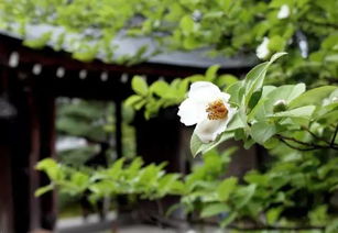 玉茗花的花语,云南省的区花是什么？
