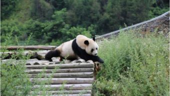 九寨沟地震后卧龙大熊猫在树上玩耍是怎样的情形 
