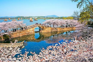 鼋头渚公园：春日赏樱，感受江南水乡的浪漫