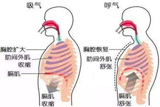 胸式呼吸和腹式呼吸的区别 