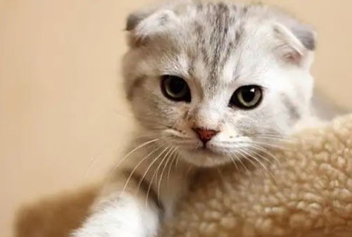 为什么一窝猫咪中有折耳有立耳 折耳猫就一定不好养吗