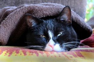 猫,累,毯子,头,宿醉,关注,休息,国内的猫,困了 