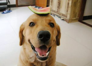 狗狗可以吃水果吗 