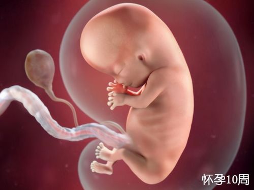 胎儿发育不同阶段