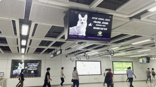 深圳地铁反虐动物广告遭投诉, 阴暗角落 再引争议
