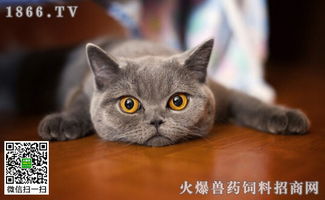 猫贫血的症状,猫贫血怎么办