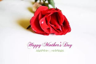 母亲节送花给妈妈：让爱在花中绽放，让感恩在心间流淌