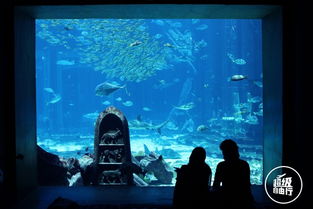 梦幻海底论坛：探索未知的深海世界-第1张图片-捷梯游戏网