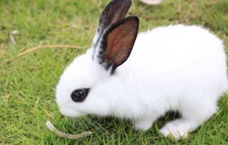 兔子吃喝正常但变瘦是什么原因