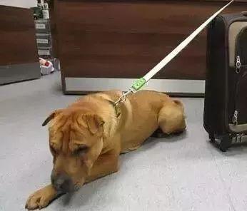 狗狗在机场苦等主人一个月,最后却迎来这样的结局