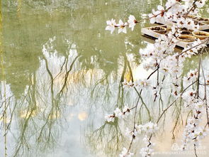 春田花花 撸起袖子加油干