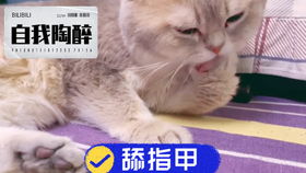 猫咪也做梦吗 脸部和身体表情还挺丰富