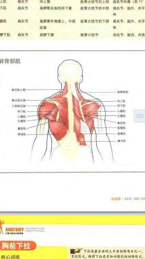 后背右肩胛骨下方疼痛是什么原因 乳房排空的标志或表现