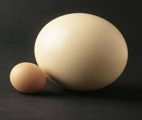 世界上最大的蛋是什么 