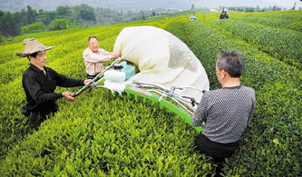 机采茶叶 