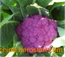 紫色花菜种子 紫色西兰花种子 信息阅读欣赏 信息村 K0w0m Com