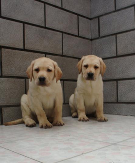 杭州宠物狗狗犬舍出售纯种拉布拉多犬幼犬领养