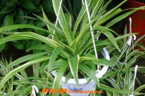 吊兰怎么养才能更旺,吊兰是一种受欢迎的室内植物，因其具有净化空气、增加室内湿度、减少噪音等优点而受到许多人的喜爱