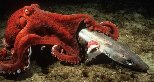 隐藏于深海之中的,8大恐怖生物,个个极其罕见