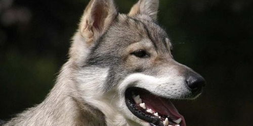 8种超像狼的狗狗,有些比哈士奇还像,一不小心吓到人