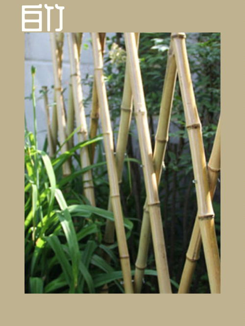 竹子认知 自然风庭院中不可或缺的风骨 