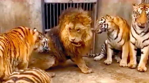 一头雄狮被5只老虎逼到墙角,下场惨烈,狮子 士可杀,不可辱 