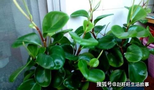 绿植豆瓣绿怎么养,绿植豆瓣绿的养护方法