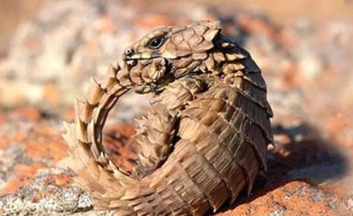 世界上最拉风的蜥蜴南非犰狳蜥,这长相看着跟漫画里走出来的一样