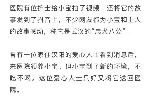 以忠犬八公为主题的毕业论文