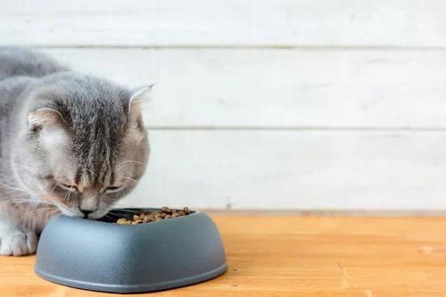 猫咪吃完就吐,不全是猫粮的问题 进食习惯该改了