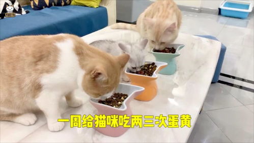 自从养了猫,吃鸡蛋永远吃不到鸡蛋黄 