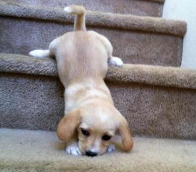 狗狗经常上楼梯有什么害处