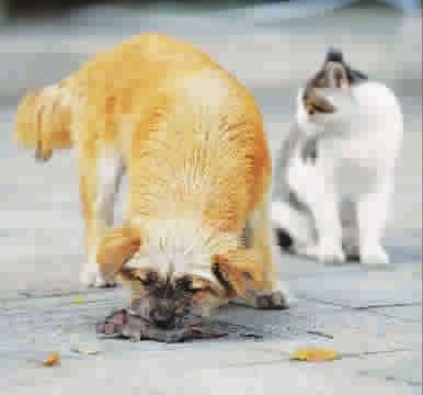 猫怕老鼠 狗拿耗子 