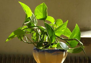 绿萝太密了怎么修剪,绿萝是一种常见的室内植物，由于其生长迅速、繁殖能力强，经常会出现太密的情况