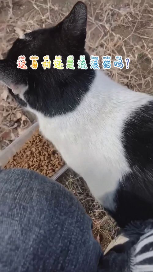 流浪猫不是很怕生的吗 为什么第一次喂它它就对我这么亲呢 