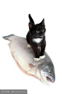 猫跟鱼仔一个锅里面猜谚语