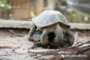 亚洲巨龟 下 动物园的 千年神龟 ,大亚洲的 四大金刚