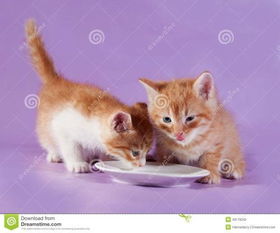 小猫一天要喂几次奶