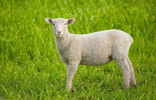10个羊九个富 哪四月出生的属羊人,注定财运亨通,前程似锦